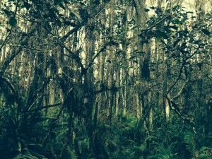 Spanish moss, South Florida.